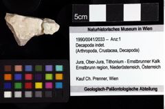 Foto (Objket + Etiketten) von Decapoda indet. 